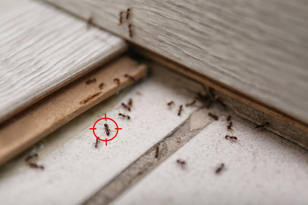 Best Wasp Removal Services  in Topeka, KS