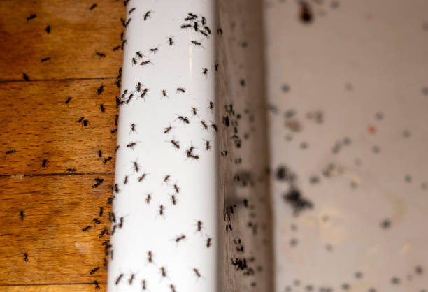 Best Flea Control Services  in Topeka, KS